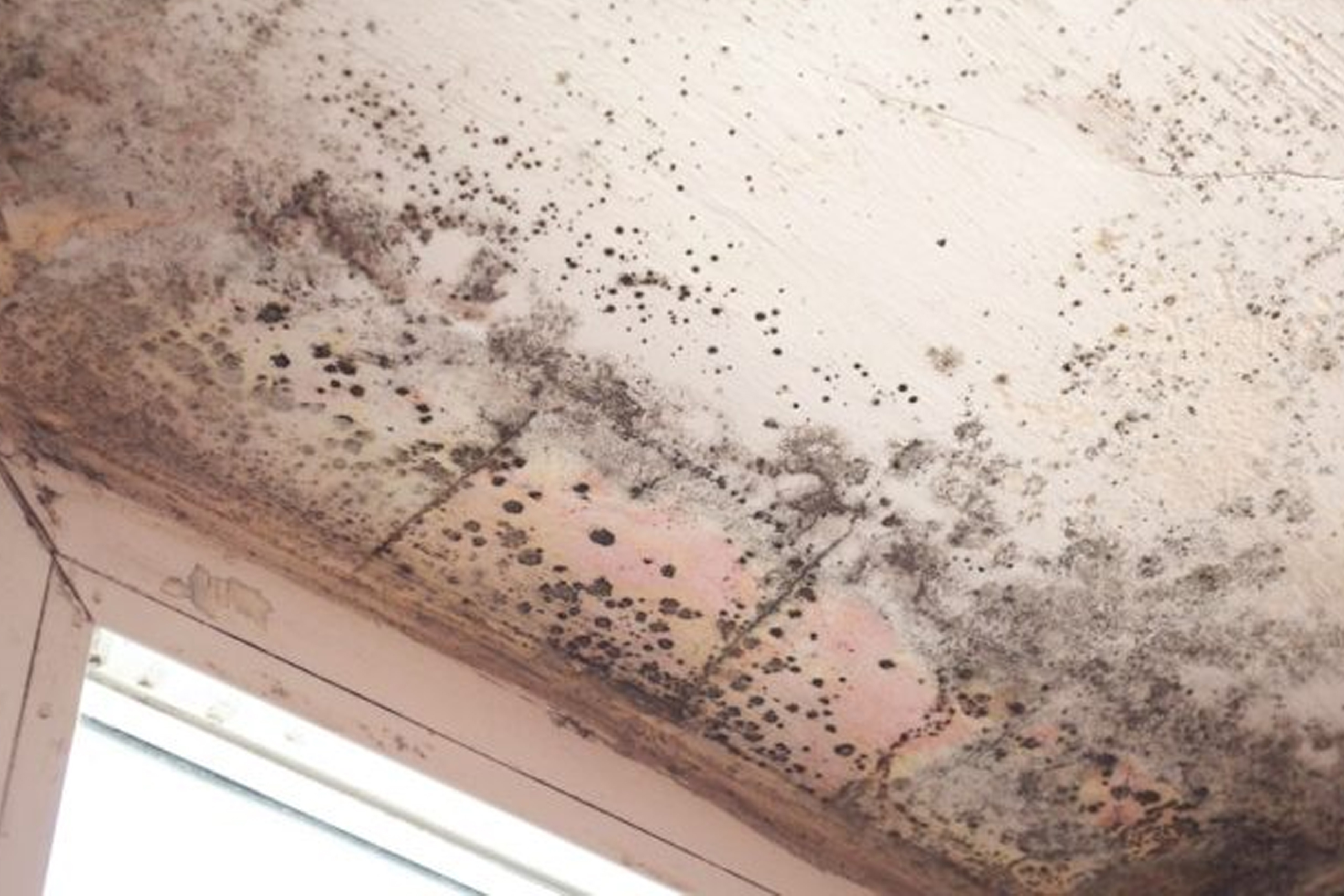 Understanding Damp and Mould in Domestic Dwellings